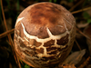 champignon-gateau