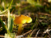 Champignon Jaune