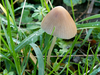 Champignon mycene