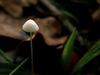 champignon-petit-blanc