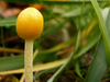 champignon-petit-jaune