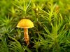 champignon-petit-orange