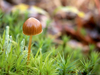 champignon-petit