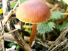 Petit chapeau de champignon 