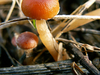 Petits champignons