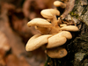 Polypores