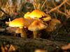 champignons-souche