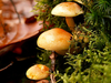 champignons-trois