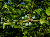 Prunelles