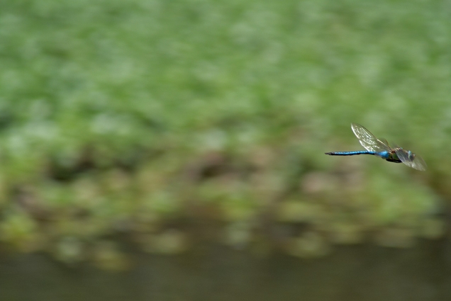 Anax Anax