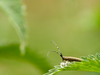Agapanthie