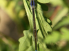 Agrion élégant