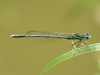 Agrion à large pattes