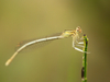 Agrion à larges pattes