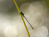 Agrion et reflets