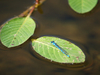 Agrion