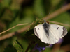 Aurore