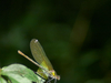 Calopteryx femelle