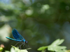 Calopteryx male