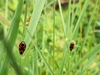 Cercopes