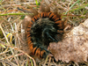 Chenille de bombyx