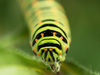 Machaon chenille