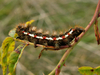 Chenille de noctuide