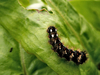 Chenille