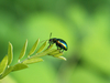 Chrysomele de la menthe