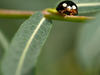 Coccinelle asiatique noire