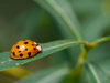 Coccinelle asiatique orange