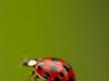 Coccinelle asiatique rouge