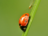 Coccinelle à sept points