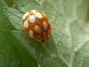 Halyzia sedecimguttata