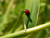 Coccinelle