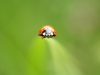Coccinelle