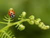 Coccinelle