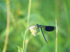Demoiselle