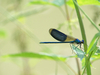 Demoiselle