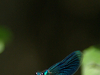 Demoiselle