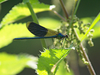 Demoiselle