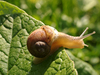 Escargot