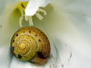 Escargot