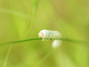 Fausse chenille