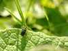 Insecte