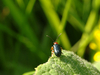 Insecte