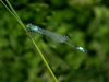 Libellule agrion