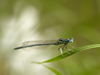 Agrion 