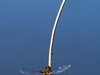 Libellule deprimée