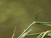 Demoiselle posée